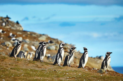 pinguinos magallanes patagonicos pinguinos magallanes patagonicos