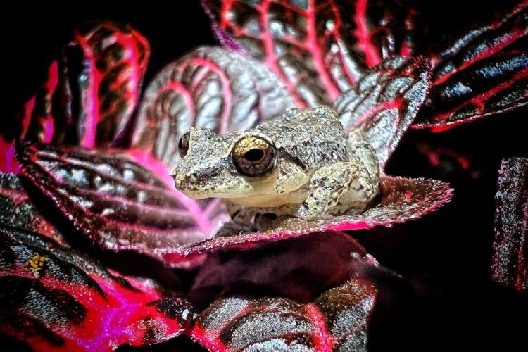 Rana coqui antillano en Cali Foto Santiago Saldarriaga. EL TIEMPO 2 768x512 Rana coqui antillano en Cali Foto Santiago Saldarriaga. EL TIEMPO 2 768x512