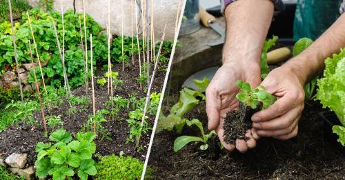 Estos son los cultivos más fáciles para empezar la huerta en casa ...