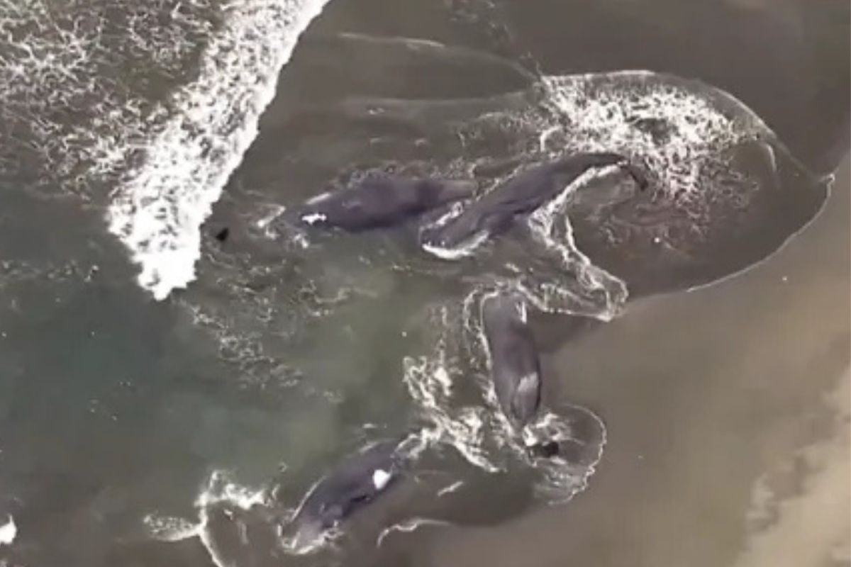 La televisión japonesa difundió el video de las ballenas varadas en la playa de Heisaura, en la ciudad japonesa de Tateyama. (MSN)