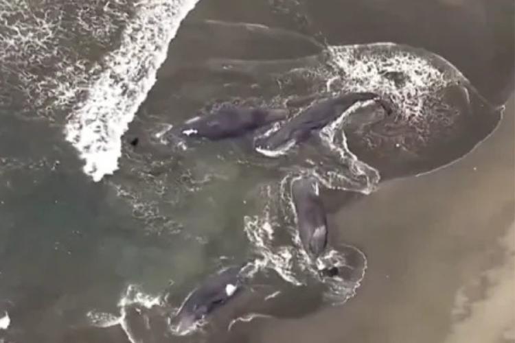 ballenas La televisión japonesa difundió el video de las ballenas varadas en la playa de Heisaura, en la ciudad japonesa de Tateyama. (MSN)