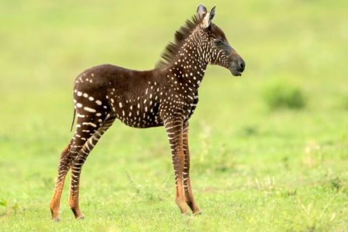 cebra negra Estos fenómenos permiten estudiar cómo ciertas mutaciones pueden aparecer, mantenerse o desaparecer en función del entorno, la adaptación y la genética poblacional.