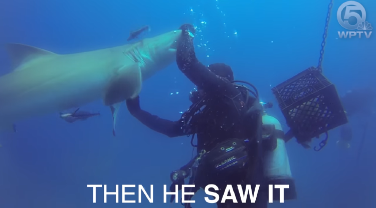 TIBURÓN FOTO TIBURÓN FOTO