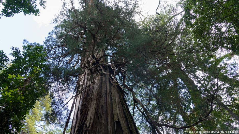 Alerce abuelo el árbol más antiguo del mundo Uno de los árboles más antiguos del mundo: el \"Alerce abuelo\", en el Parque Nacional Los Alerces, en la región patagónica de Argentina. Similiar al \"Alarce milenario\" de Chile.