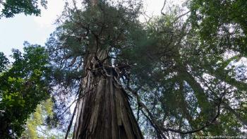 Uno de los árboles más antiguos del mundo: el \"Alerce abuelo\", en el Parque Nacional Los Alerces, en la región patagónica de Argentina. Similiar al \"Alarce milenario\" de Chile.