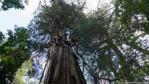 Uno de los árboles más antiguos del mundo: el \"Alerce abuelo\", en el Parque Nacional Los Alerces, en la región patagónica de Argentina. Similiar al \"Alarce milenario\" de Chile.