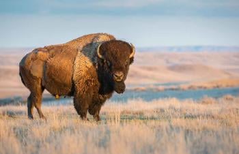 bisonte AdobeStock_169131581 bisonte AdobeStock_169131581