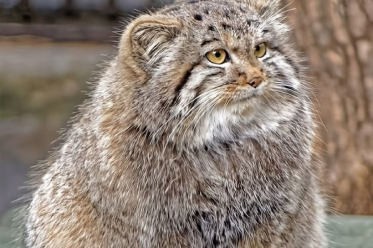 gato de pallas Imagen: Pinterest