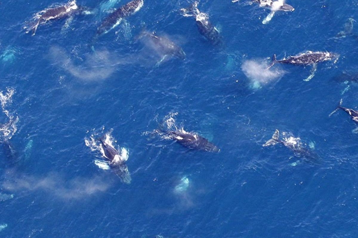 ballenas en grupo Imagen: buscandoladolaverdad.com