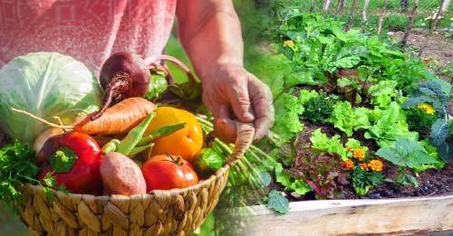 Haz tu huerta así en un metro cuadrado y cosecha kilos de verdura biodinámica Haz tu huerta así en un metro cuadrado y cosecha kilos de verdura biodinámica