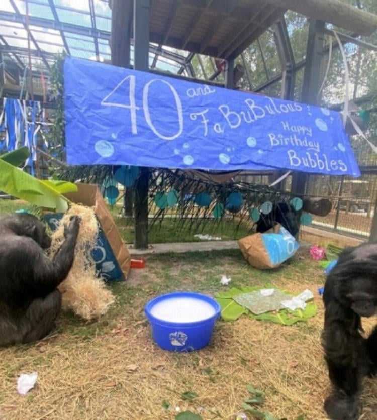 chimpancé fiesta chimpancé fiesta