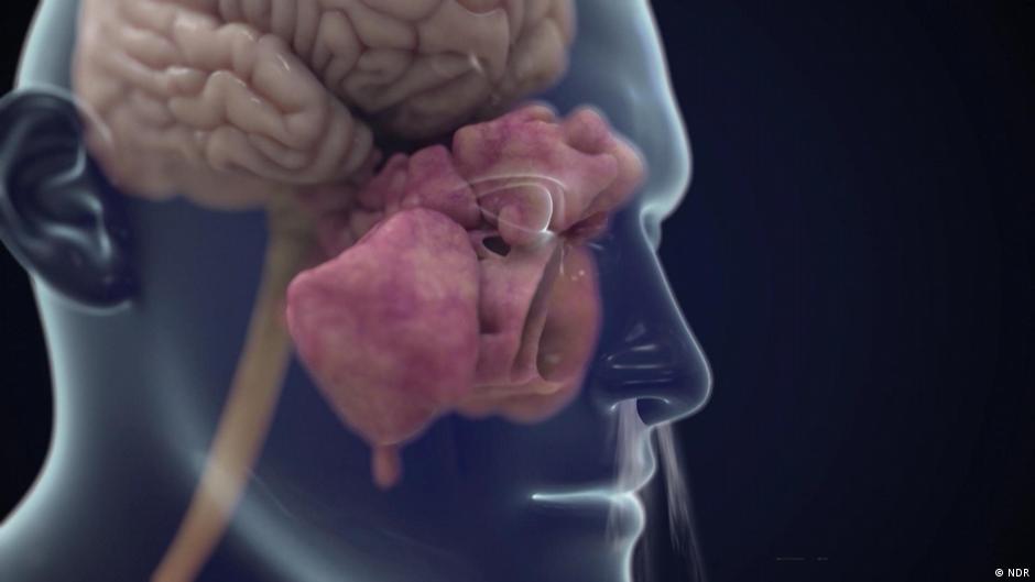 Olfato olfato humanos