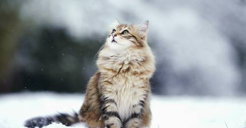 ¿Cómo cuidar a tu gato del frío? ¿Cómo cuidar a tu gato del frío?