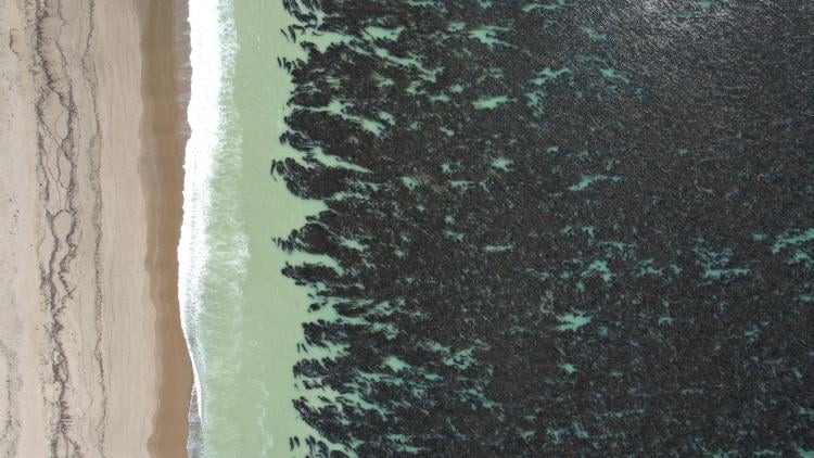 Bosque de macroalgas en Puerto Deseado, Santa Cruz Bosque de macroalgas en Puerto Deseado, Santa Cruz