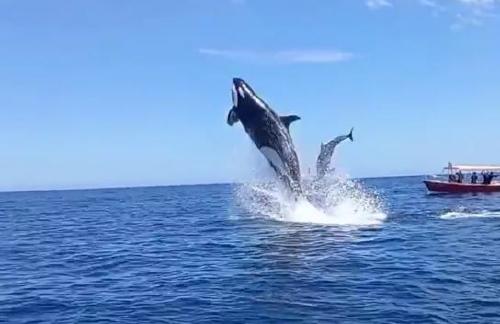 El video viral que capta choque en el aire entre una orca y un delfín
