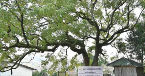 Arbol mensaje Arbol mensaje