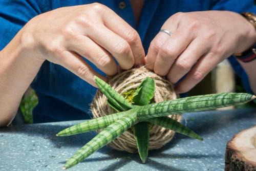 como hacer kokedama como hacer kokedama