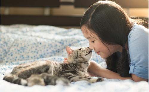 gato 3 5 gestos con los que tu gato te dice que te quiere