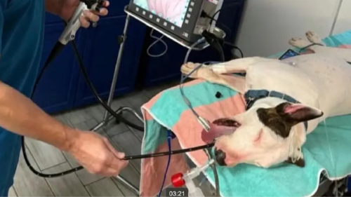 ley perros En Florida, aprueban una ley que penaliza el abandono de animales. (Foto: nypost.com)