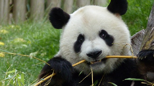 El último panda gigante de Europa Créditos: National Geographic