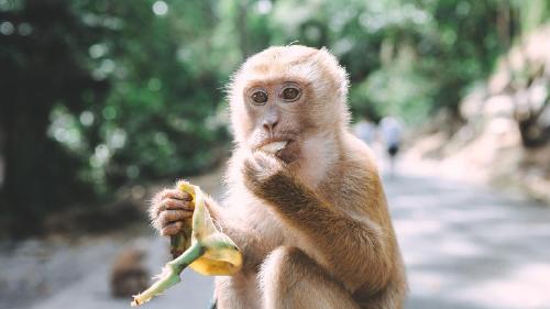 Mono rhesus Mono rhesus