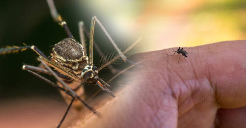 El mosquito negro podría quitarte la vida con su picadura