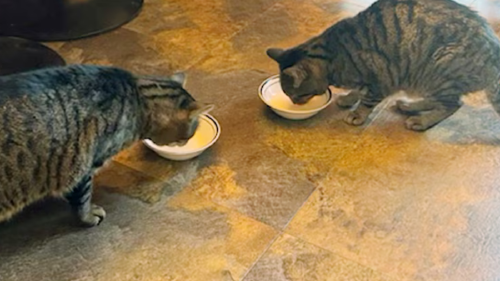 gatos Big Boy, el tercer gato afectado, sobrevivió pero sufrió ceguera y pérdida de movilidad tras la hospitalización. (Joseph Journell/AP)