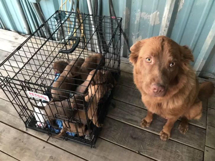 perrita mama3 perrita mama3