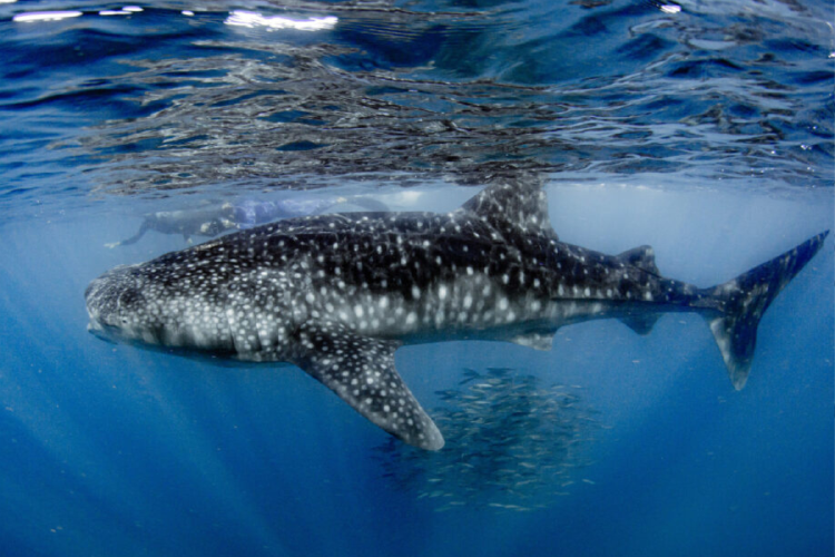 ballena Tiburón ballena con una visibilidad inusual en la bahía de La Paz. Normalmente, la gran productividad en la zona provoca aguas más turbias. Foto: Frida Lara