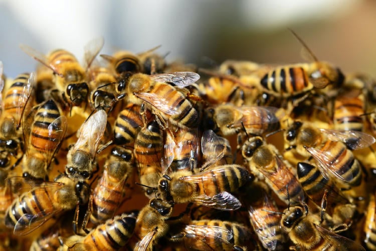 abejas pexels pixabay 57398