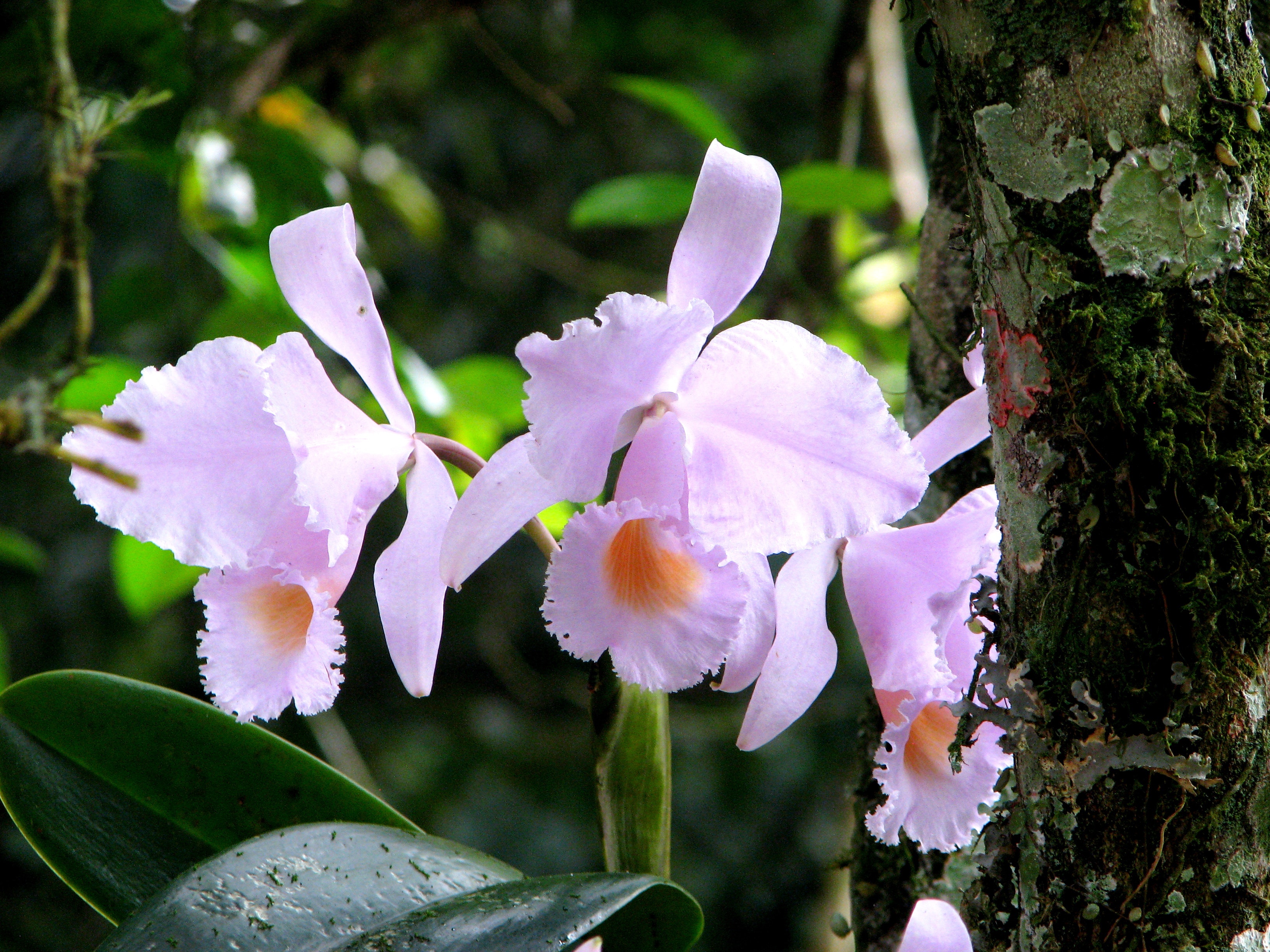 Orquídea colombiana de color rosa pálido