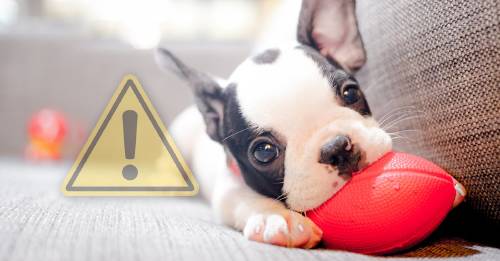 ¿Qué hacer si mi perro deja de respirar? ¿Qué hacer si mi perro deja de respirar?