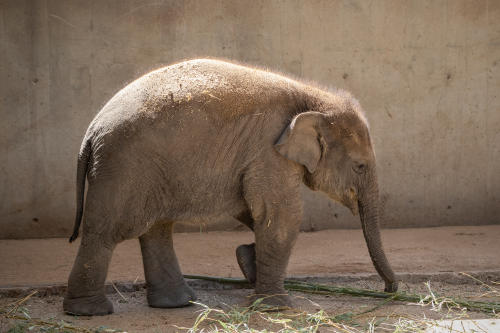 Elefante que pasó 35 años en cautiverio será finalmente puesto en libertad