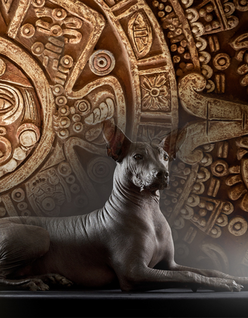 Xoloitzcuintle, El Misterioso Perro De 7 Mil Años De Antiguedad | Bioguia