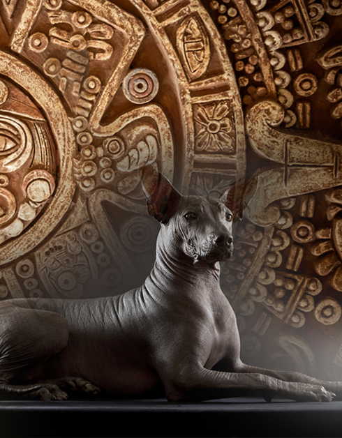 perro azteca