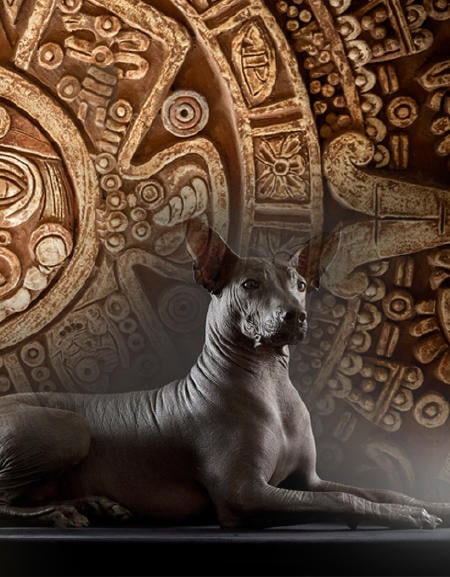 perro azteca