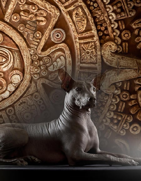 perro azteca perro azteca