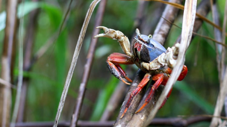cangrejo azul2 cangrejo azul2