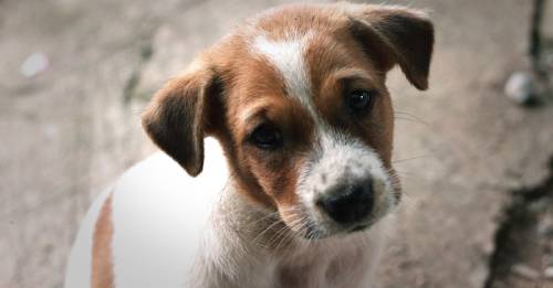 ¿Por qué tu perro come heces y cómo puedes protegerlo de los efectos de este hábito dañino?