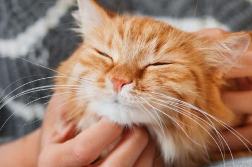 gato Imagen: Pinterest