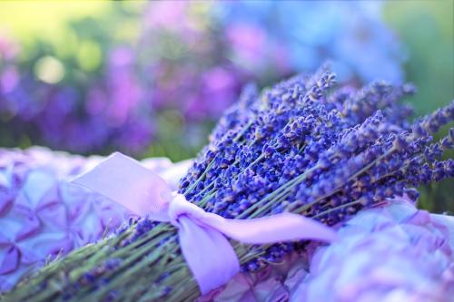 lavanda Plantas con flores todo el año