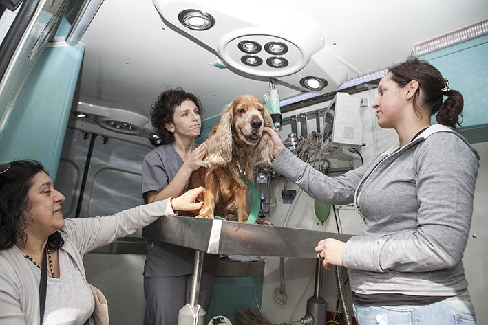 mascotas buenos aires mascotas buenos aires