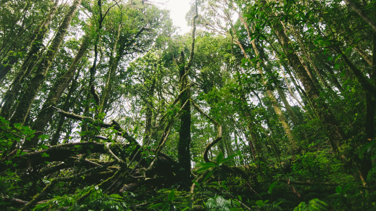 selva tropical selva tropical