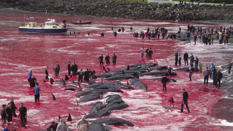 delfines islas feroe delfines islas feroe