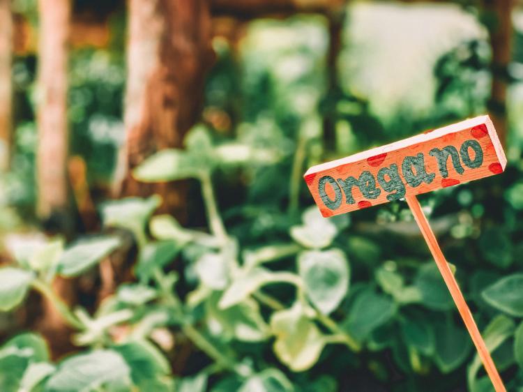 Té de orégano: beneficios para la salud Té de orégano