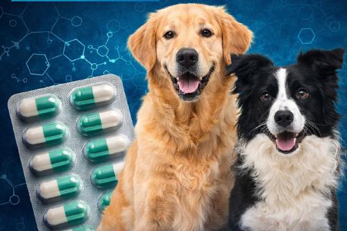 medicamentos perros Imagen: IA