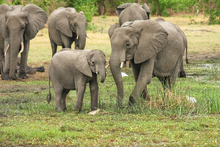 La Sexta Gran Extinción de especies está sucediendo ahora