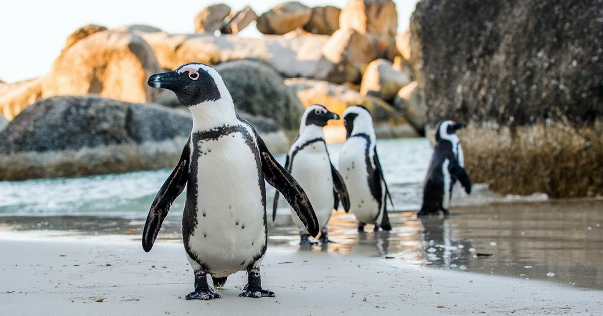 naturaleza lo mira todo pinguinos aprende naturaleza lo mira todo pinguinos aprende