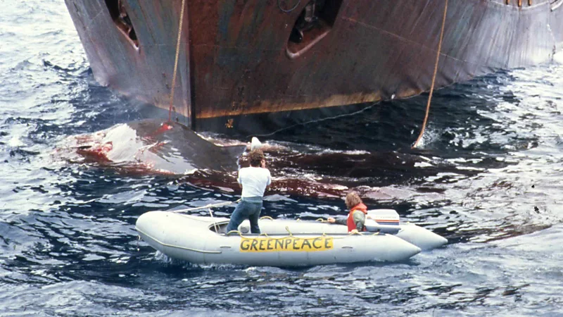 Foto de caza de ballenas de Greenpeace.