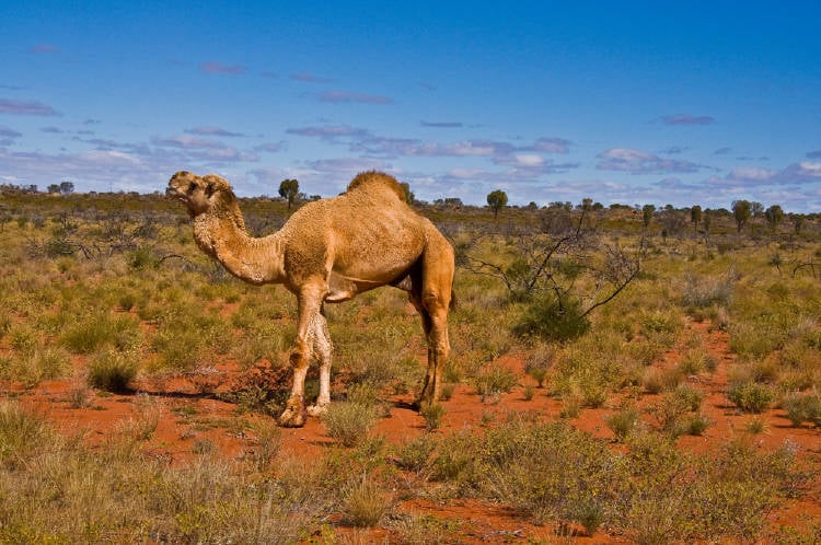 camellos australia